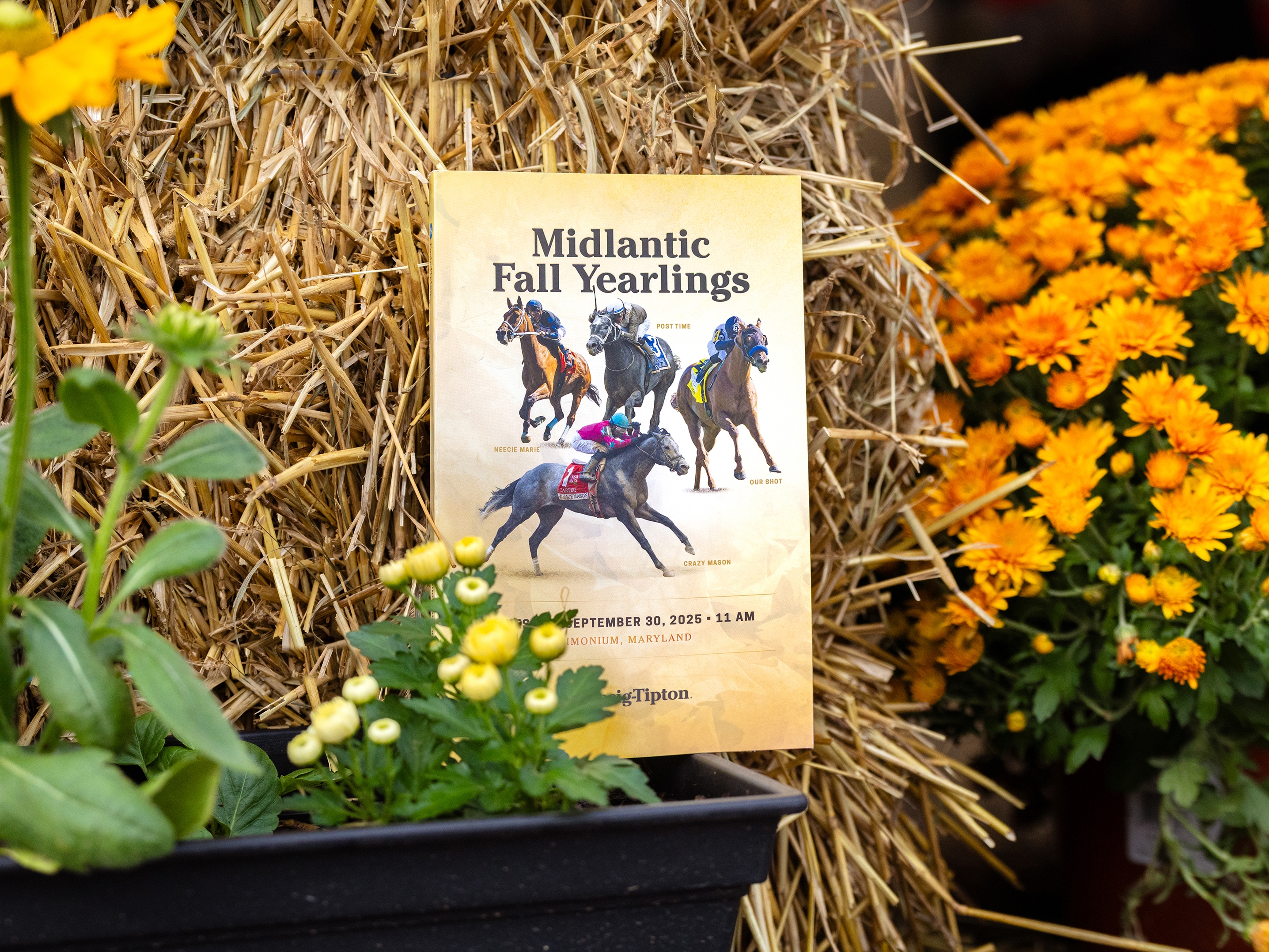 Good Vibes Ahead of F-T Midlantic Fall Yearling Sale - BloodHorse