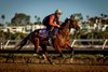 She’s Quality works out for the Breeders’ Cup Turf sprint at Del Mar Racetrack in Del Mar, CA on October 29, 2025. Photo By: Alex Evers
