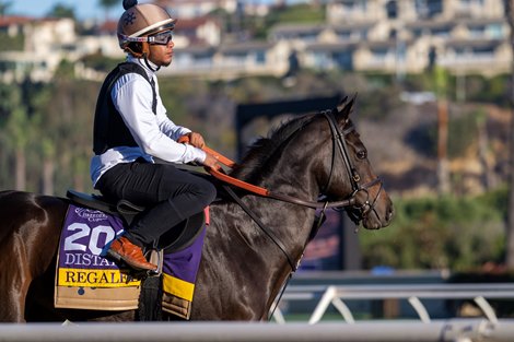 Rogaled Regaled's Distaff Placing a Digital Sale Success Story - BloodHorse