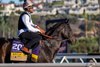 Regaled on track in preparation for the 2025 Breeders’s Cup at the Del Mar Thoroughbred Club Wednesday Oct. 29, 2025 in San Diego, California.   Photo by Skip Dickstein
