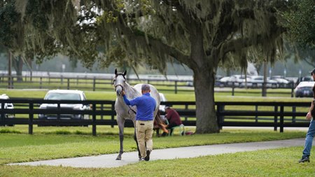 2025 OBS October Yearling Sale, Scene