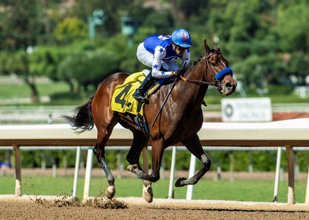 Himika takes the Anoakia Stakes at Santa Anita after winning the Sorrento at Del Mar.
