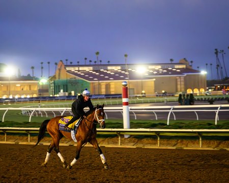 Journalism trains at Del Mar for the 2025 Breeders' Cup Classic