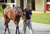 Scenes, Hip 513, 2025 OBS October Yearling Sale