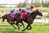 Had to Have Him #1 wtih Jevian Toledo riding won the $100,000 1/ST Bet Maryland Million Turf Sprint at Laurel Park on Saturday October 11, 2025.  Photo by Bill Denver/MJC