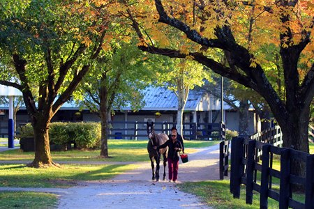 Scenics, Fasig-Tipton October Sale 2025