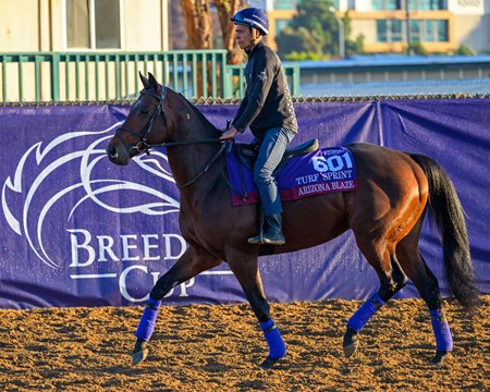Arizona Blaze trains ahead of the Breeders' Cup at Del Mar