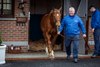 Kildangan Stud’s Night Of Thunder.
ITM Stallion Trail.
Photo: Patrick McCann/Racing Post
10.01.2025