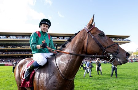 Daryz after his victory in the 2025 Prix de l'Arc de Triomphe at ParisLongchamp