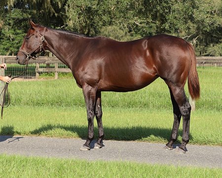 The Munnings mare Stifled Heiress, dam of grade 2 winner Mad House