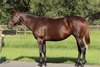 2025 Fasig-Tipton October Digital Sale, Hip 242
Stifled Heiress
