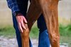 Veterinarian Will Farmer performs a pre-race vet exam. 
Veterinary track work with Dr. George Munday and Dr. Will Farmer at Keeneland on Oct. 2, 2025.