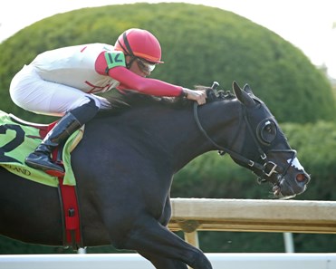 Springhawk - Horse Profile - BloodHorse