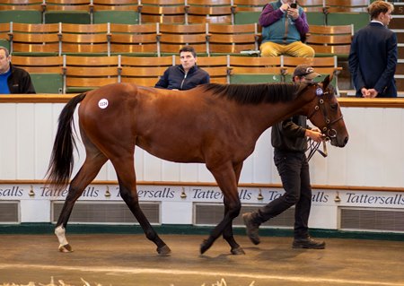 The Night of Thunder colt consigned as Lot 1124 in the ring at the Tattersalls October Yearling Sale