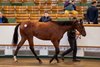 Lot 1124 Night of Thunder (IRE) / Quenelle d&#39;Or (GB) B.C. (GB)	New England Stud	George Boughey	800,000
Tattersalls October Yearling Sale
Book 23
15OCT25 
