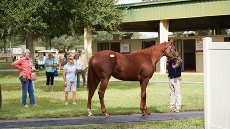 Inspections during the 2025 OBS October Yearling Sale