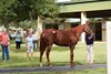 2025 OBS October Yearling Sale, Scene