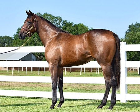 Hip 31, a Bobby's Wicked One filly out of Street Smoke