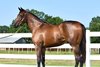 The LTBA Breeders Sales of Louisiana 2025 sale topper was Hip 31, a full sister to 2025 Grade 2 Stakes Winner Smoken Wicked. The bay filly by Bobby’s Wicked One out of Street Smoke was purchased by Marc Winston for $47,000 from the Clear Creek Stud consignment.