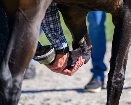 A veterinarian conducts a pre-race examination