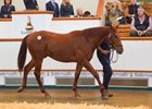 Lot 90 Sea The Stars (IRE) / Crystal Zvezda (GB) Ch.C. (GB) Longview StudGodolphin3,700,000 Tattersalls October Yearling Sale Book 1 07/10/2025