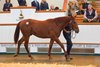 Lot 90 Sea The Stars (IRE) / Crystal Zvezda (GB) Ch.C. (GB) Longview StudGodolphin3,700,000 Tattersalls October Yearling Sale Book 1 07/10/2025