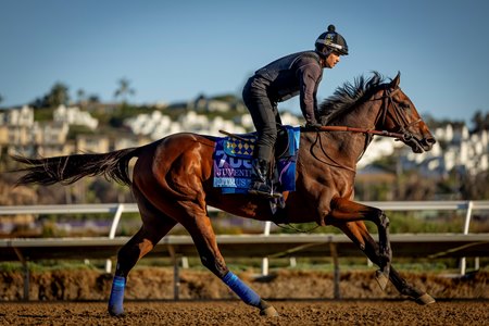 Litmus Test gallops ahead of the Breeders' Cup Juvenile at Del Mar