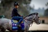 Brant training for the  Breeders’ Cup Juvenile at Del Mar Racetrack in Del Mar, CA on October 27, 2025. Photo By: Alex Evers