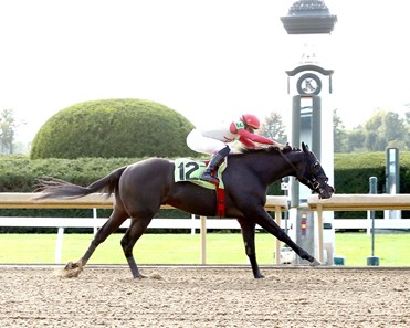 Springhawk - Horse Profile - BloodHorse
