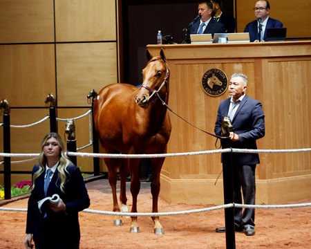 The session-topping Curlin colt consigned as Hip 268 in the ring at the Fasig-Tipton October Sale