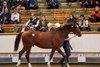 Lot 197 Frankel (GB) / Innevera (FR) B.C. (GB)   	Fittocks Stud	Godolphin	2,200,000
Tattersalls Yearling Sale
Book 1
08OCT25 
