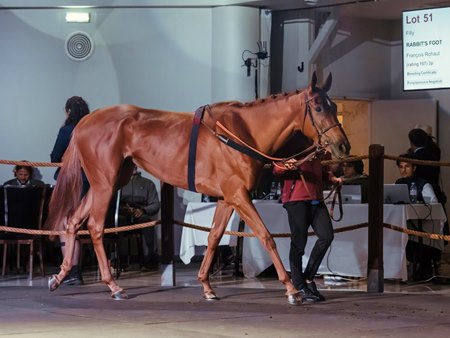 Rabbit's Foot, consigned as Lot 51, at the Arqana Arc Sale