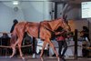 2025 Arqana Arc Sale, Lot 51, Rabbit&#39;s Foot

