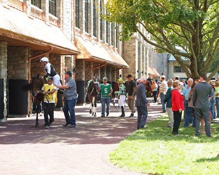 Horses walk alongside the new paddock building at Keeneland