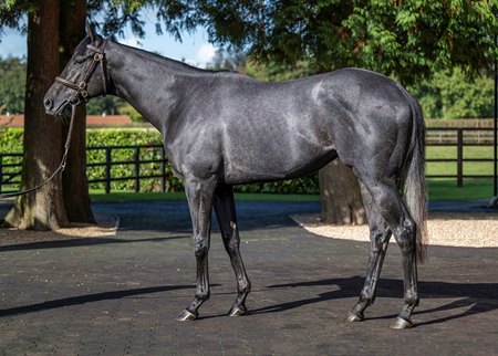 Vandeek at Cheveley Park Stud