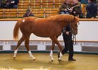 Lot 970 Starspangledbanner (AUS) / Love Potion (IRE) Ch.F. (IRE)  Islanmore Stud, IrelandSom S 358 Tattersalls October Yearling Sale Book 2 14/10/2025