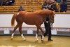Lot 970 Starspangledbanner (AUS) / Love Potion (IRE) Ch.F. (IRE)  Islanmore Stud, IrelandSom S 358 Tattersalls October Yearling Sale Book 2 14/10/2025