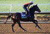 Ethical Diamond at Del Mar on Tuesday morning
Del Mar 28.10.25 Pic: Edward Whitaker