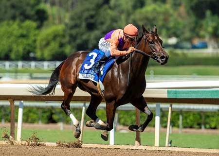 Tamara wins the Chillingworth Stakes at Santa Anita Park