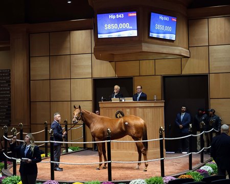 The Candy Ride colt consigned as Hip 843 in the ring at the Fasig-Tipton October Sale