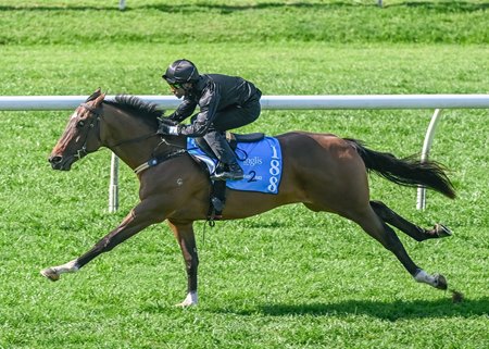 The Toronado colt consigned as Lot 188 at the breeze-up show for the Inglis Ready2Race Sale