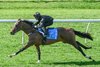 Inglis 2025 Ready2Race Sale, Lot 188