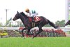 Shohei wins the Kyoto Shimbun Hai (G2) May 10