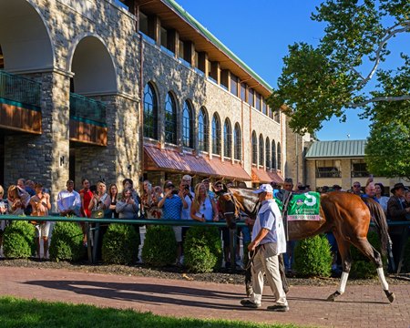 Thorpedo Anna in the paddock at Keeneland