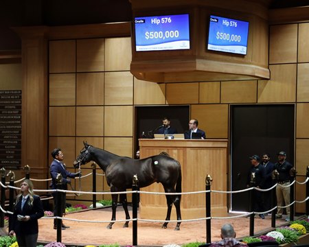 The Life Is Good colt consigned as Hip 576 in the ring at the Fasig-Tipton October Sale