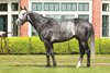 Liam's Map, stallion, conformation, portrait, Lane's End Farm