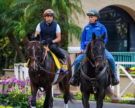 Sovereignty ahead of the 2025 Breeders' Cup at Del Mar 