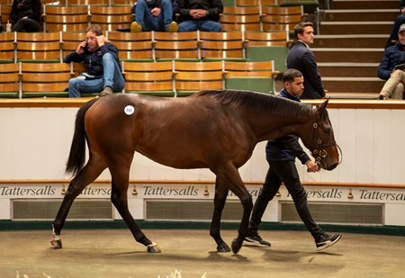 Tattersalls October Book 2 session-topping Starman filly fetches 525,000 guineas from Amo Racing