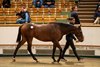 2025 Tattersalls October Yearling Sale, Lot 771