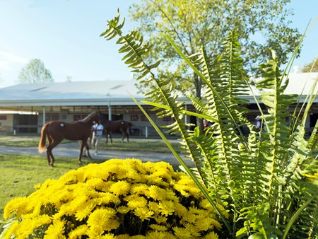 The Fasig-Tipton October Yearlings Sale is the final yearling auction in North America in 2025